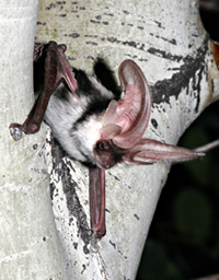 Free tailed bat in a tree eating insects